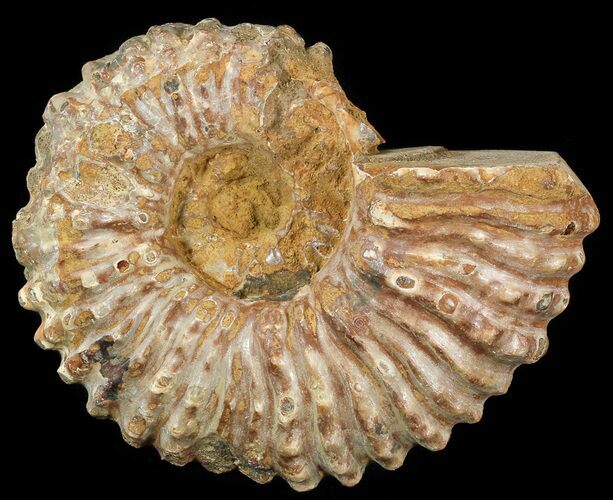 Bumpy Douvilleiceras Ammonite - Madagascar #53323